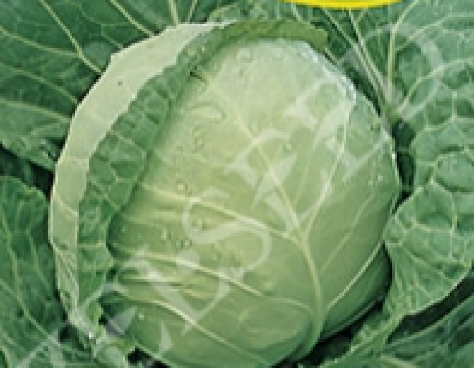 Zeltsamen-Kohl Juna F1