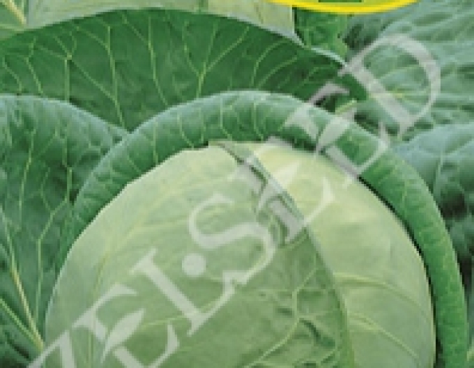 Zeltsamenkohl Pavlo F1