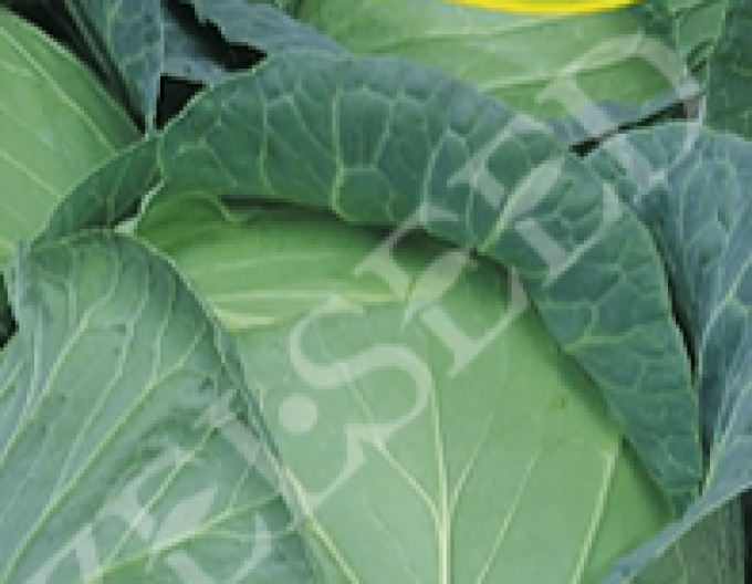 Zelseed Weißkohl  Holt