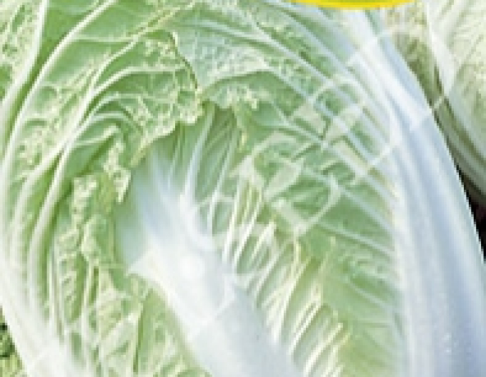 Zelseed Pekingkohl Hilton