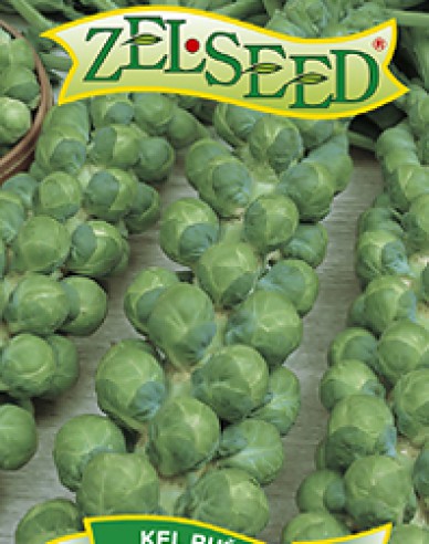 Semo Wirsing Casiopea