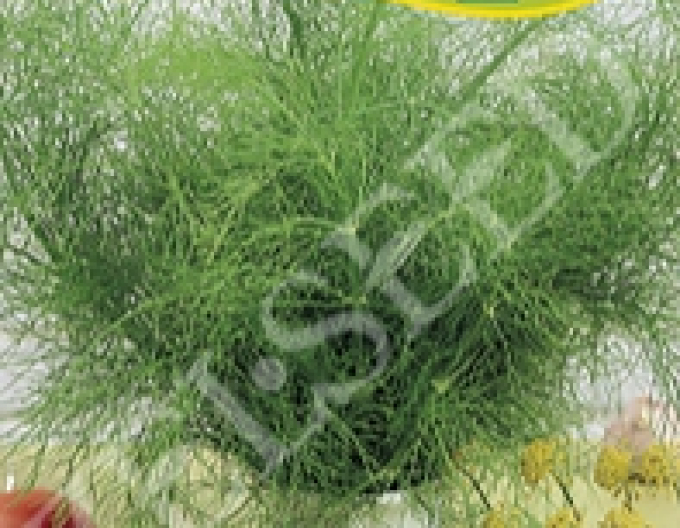 Zeltsamen Dill duftend Hanák