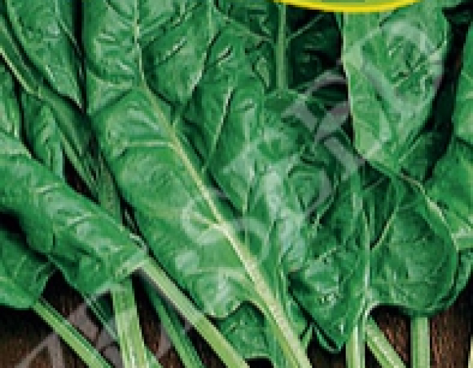 Zelseed Mangold Lucullus