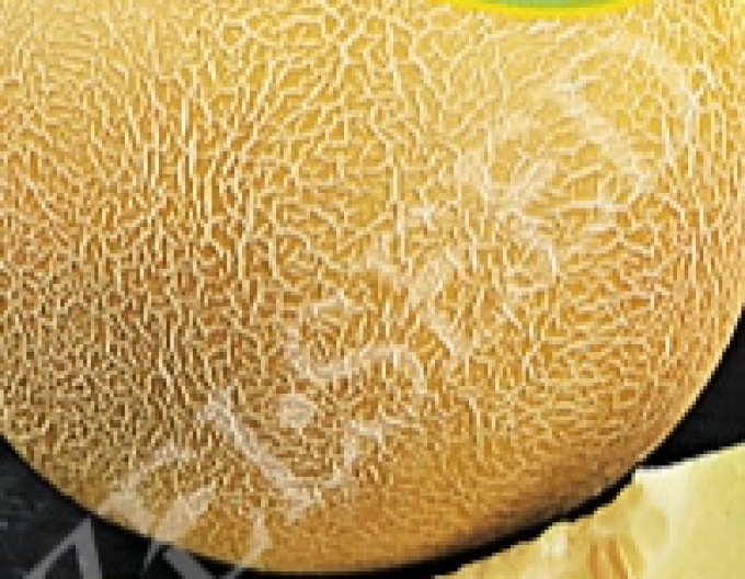 Zelseed Zuckermelone Solartur