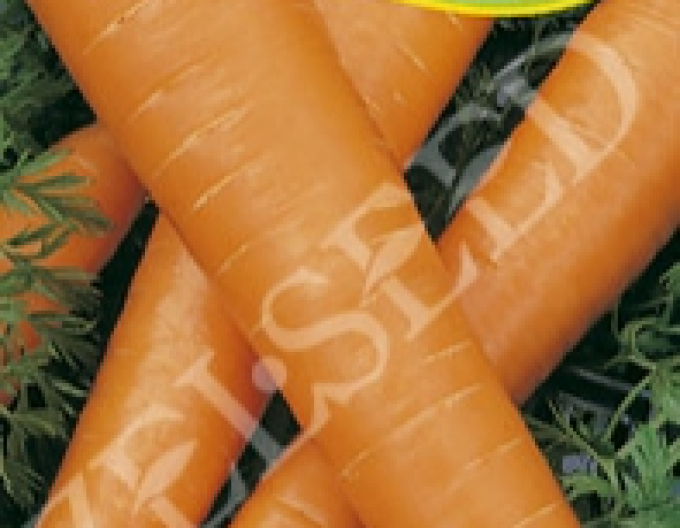 Zelseed Karotte Carotina