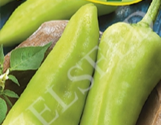 Zelseed Gemüsepaprika zum Aufpeppen Dilara Zel F1