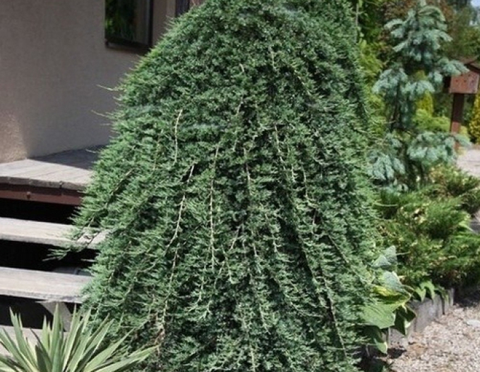 Wacholder Wiltonii