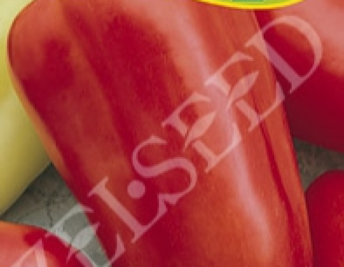 Zelseed-Paprika einjährig Blava