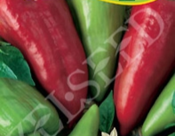 Zelseed-Paprika einjährig Bojanka