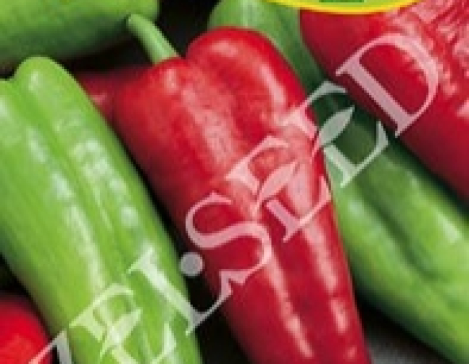 Zelseed Paprika einjährig Derma