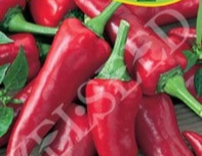 Zelseed-Paprika süß-würzig Kora Zel