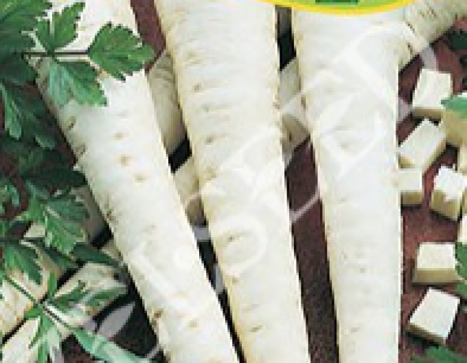 Zelseed Wurzelpetersilie  Olmützer Lange