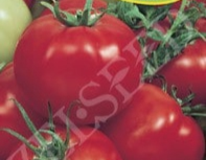 Zelseed Stabtomate Milica F1