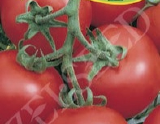 Zelseed  Stabtomate Niki Zel F1
