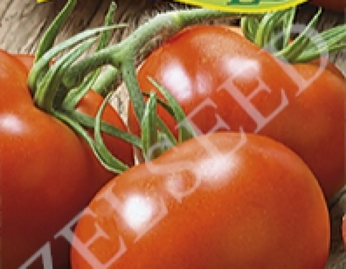 Zeltsamen-Tomate Veloria Zel F1