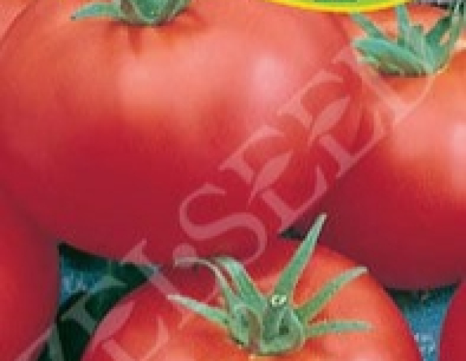 Zelseed  Stabtomate Ambros F1