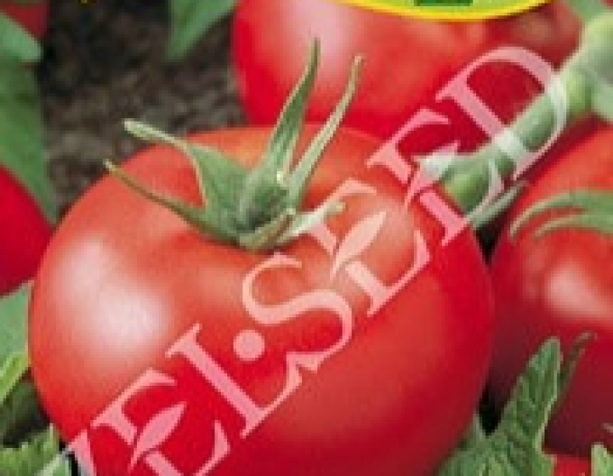 Zelseed Stabtomate Ady Zel F1
