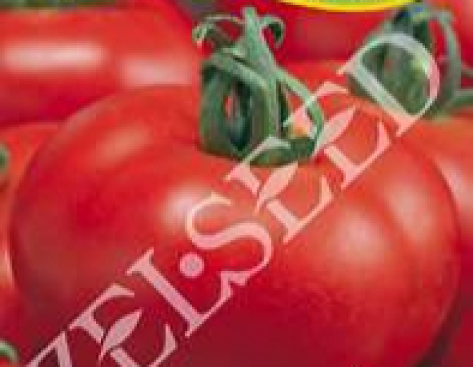 Zelseed-Tomate Zofka F1