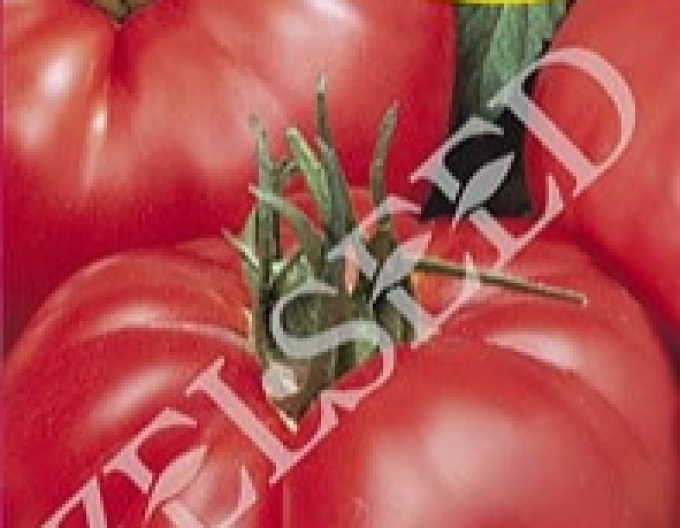 Zelseed Stabtomate Jergus F1