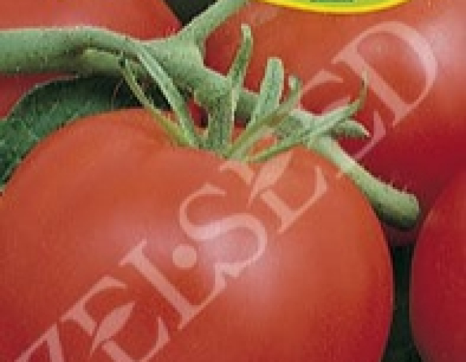 Zelseed Stabtomate ‚Ruhm vom Rheinland‘