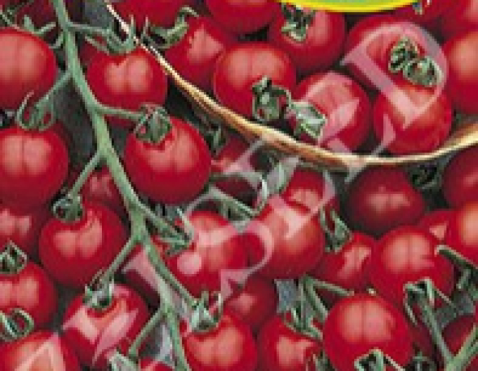 Zelseed Stabtomate Idyll