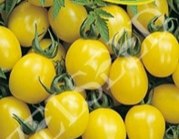 Zelseed-Tomate gelb Ildi