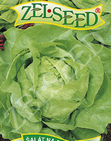 Zelseed Kopfsalat  Sapphire