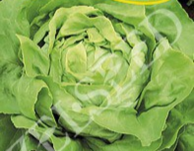 Zelseed Wintersalat Humil