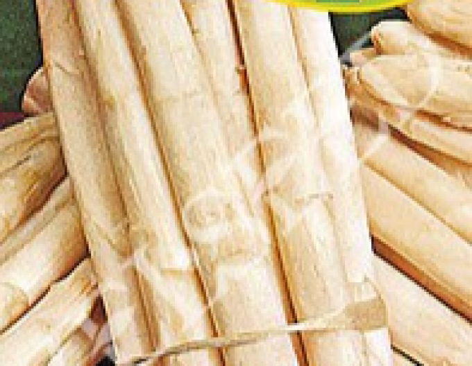 Zelseed Spargel Argenteuil