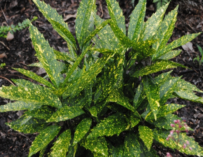 Aukuba japonica "Variegata"
