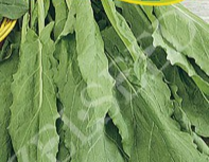 Zelseed Garden Stroh für Salate