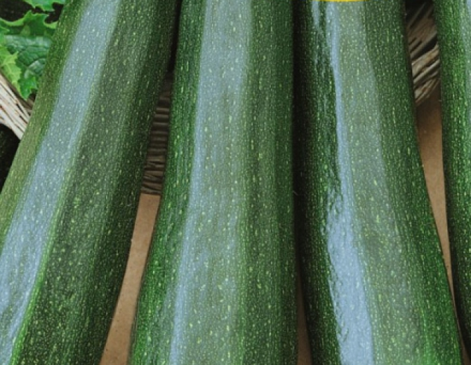 Zelseed Zucchini Mestik