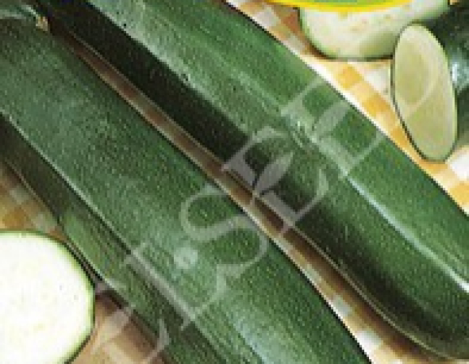 Zelseed Zucchini Michala