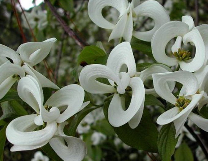 Blühender Hartriegel Florida ( Cornus urbiniana Florida)