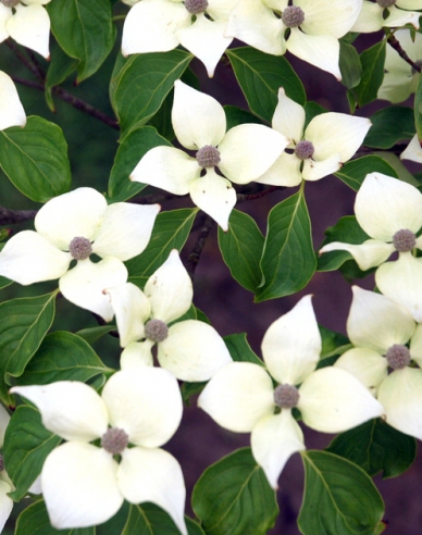Japanischer Hartriegel China Girl (Cornus cousa China Girl)