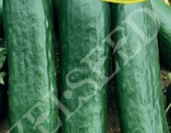 Zelseed-Gurken Vesna F1