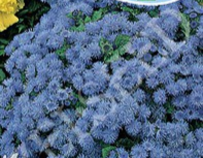Zeltsamen Agerat niedrig Blue