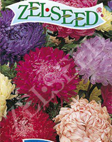 Zelseed Aster Amerikanische Schönheit `Mix`