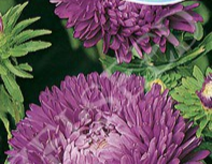 Zelseed Astra Amerikanische Schönheit groß Purple-purple