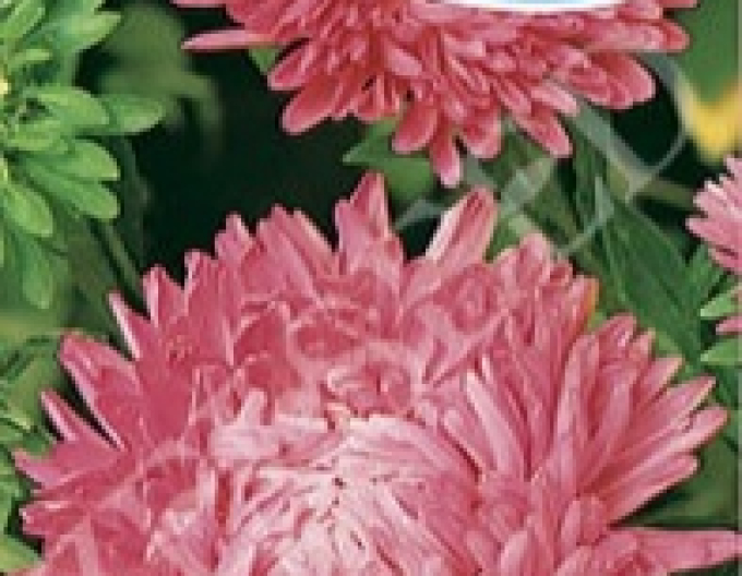 Zelseed Astra Amerikanische Schönheit groß Pink
