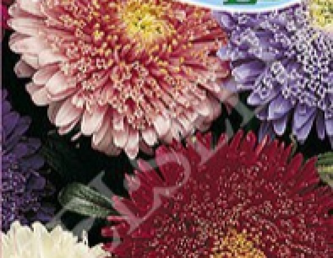 Zelseed Astra hoch Bukett Blend