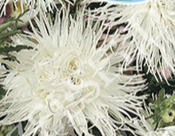 Zeltsamen Astra groß nadelartig White