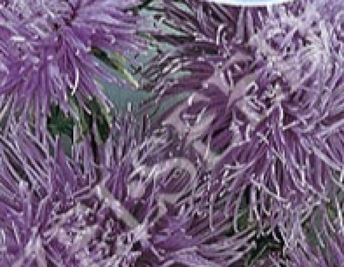 Zelseed Astra hoch nadelartig Purple
