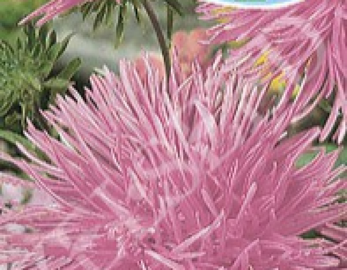 Zelseed Astra groß nadelartig Pink