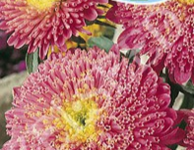 Zeltsamen Astra Rosa