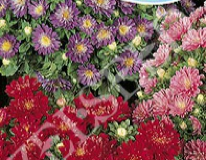 Zelseed Aster Zwerg Mix