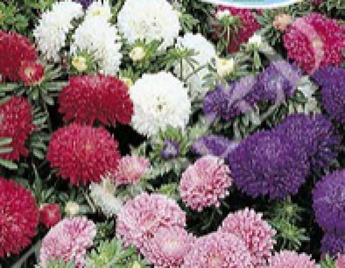 Zelseed Astra Chrysanthemenblume niedrig Mixture