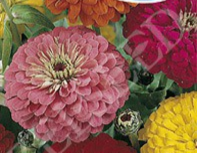 Zelseed Chinia Dahlie Mixture