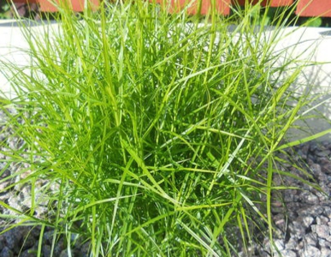 Palmwedel-Segge