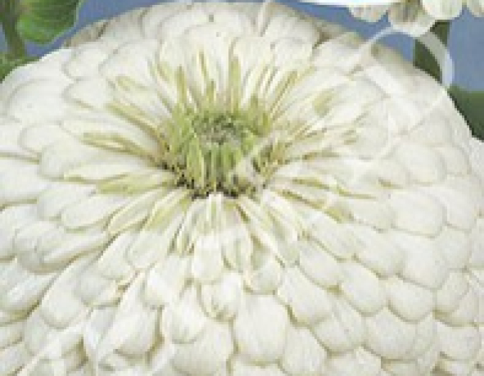Zelseed Chinia langblütig White
